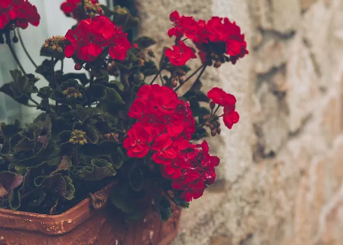 カントリーハウス Parada De Francos